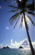 hawaii beach