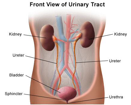 Urinary tract showing kidneys, ureter, bladder, urethra