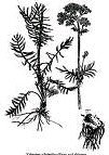 valeriana officinalis valerian pictures